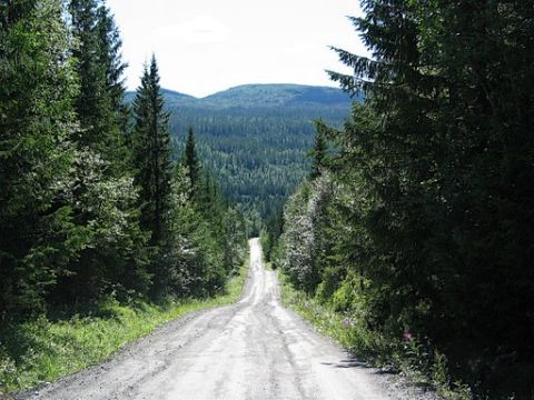 Een weg door het bos in Zweden. Foto gebruikt met toestemming van Scandinavian Adventures