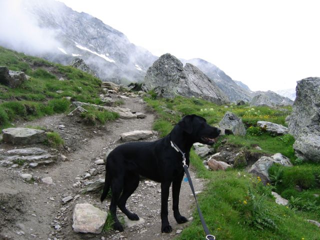 Mijn hond Luna richting Cabane de Moiry